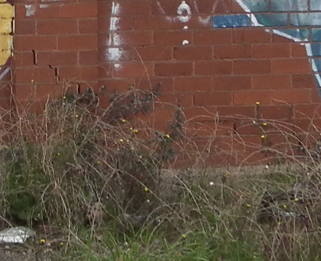 swanston street wall cracks